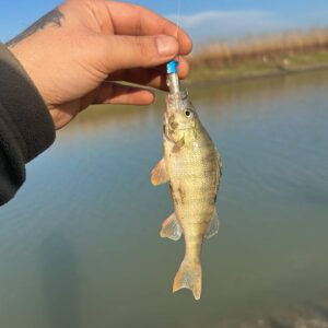 IMG_20251215_011837_746