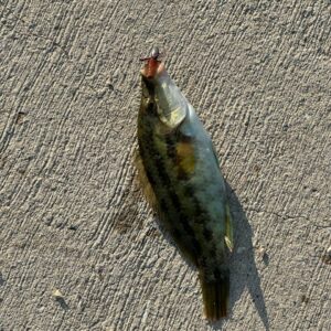 IMG_20251215_011837_814