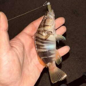 IMG_20251215_011837_928