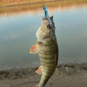 IMG_20251215_011838_126