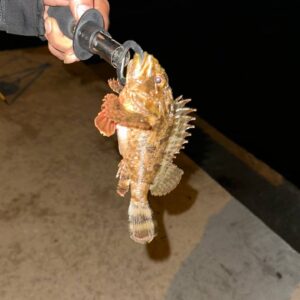 IMG_20251215_011844_263