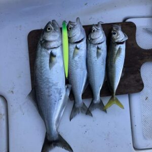 wily crafty maket balık_030